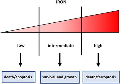 Iron Metabolism in Liver Cancer Stem Cells